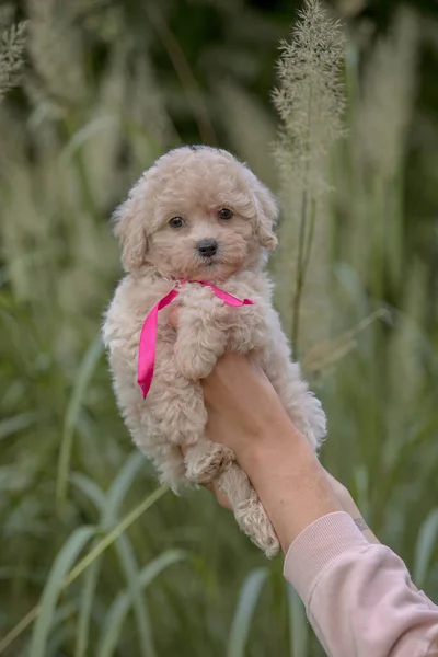 Adorável Maltês Poodle Mix Filhote Cachorro Cão Maltipoo Correndo Pulando — Fotografia de Stock