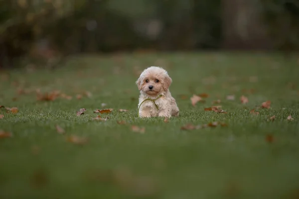 스러운 Maltese Poodle Puppy Maltipoo Dog 섞어서 공원에서 행복하게 뛰놀고 — 스톡 사진