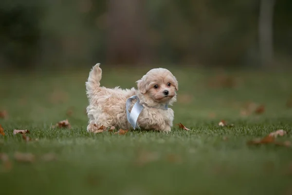 Adorável Maltês Poodle Mix Filhote Cachorro Cão Maltipoo Correndo Pulando — Fotografia de Stock