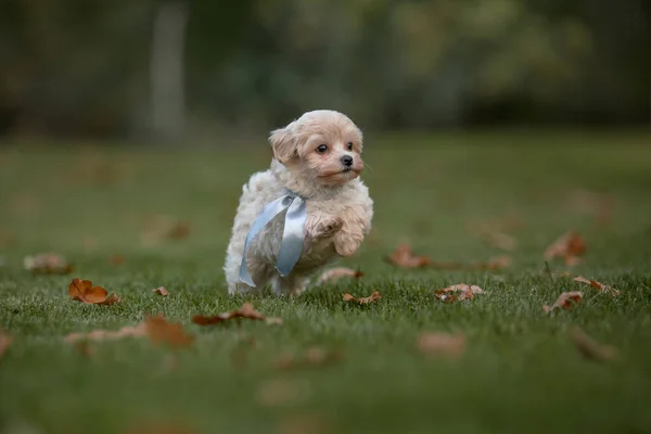 Adorável Maltês Poodle Mix Filhote Cachorro Cão Maltipoo Correndo Pulando — Fotografia de Stock