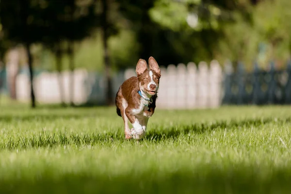 かわいい国境の犬の子犬 変な耳だ 子犬犬 — ストック写真