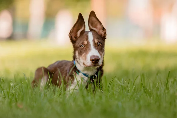 Niedlicher Border Collie Hundewelpe Lustige Ohren Hundewelpen — Stockfoto