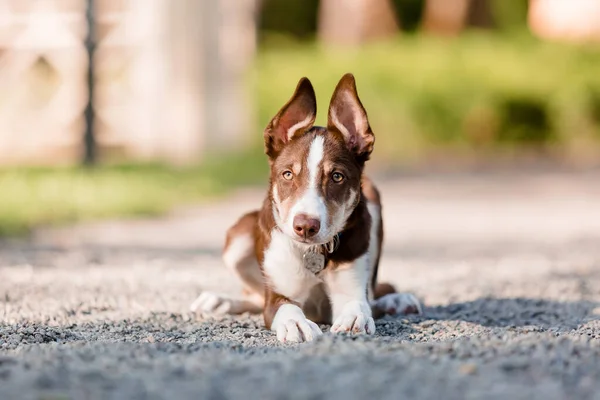 Tatlı Bir Çoban Köpeği Yavrusu Komik Kulaklar Yavru Köpek — Stok fotoğraf