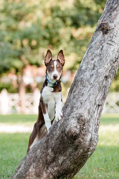 Anjing Penjaga Perbatasan Yang Lucu Telinga Lucu Anjing Kecil — Stok Foto