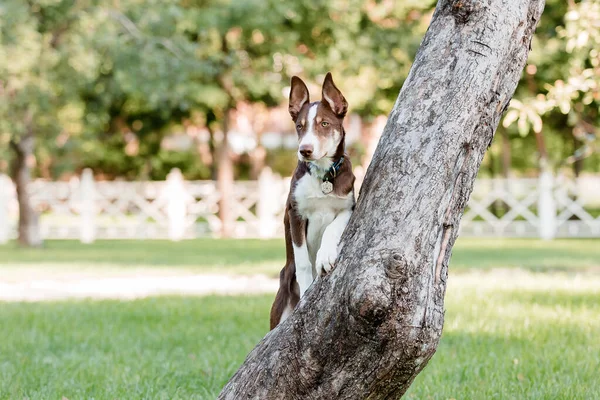 Niedlicher Border Collie Hundewelpe Lustige Ohren Hundewelpen — Stockfoto