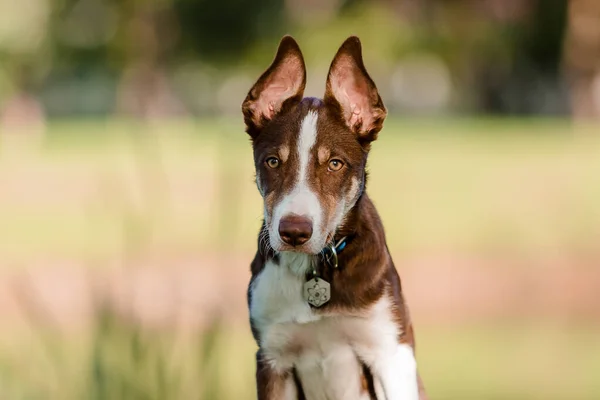 Tatlı Bir Çoban Köpeği Yavrusu Komik Kulaklar Yavru Köpek — Stok fotoğraf