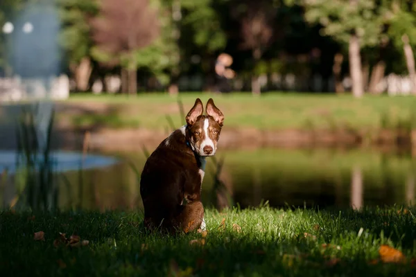 Bonito Cão Collie Fronteira Orelhas Engraçadas Cachorro — Fotografia de Stock