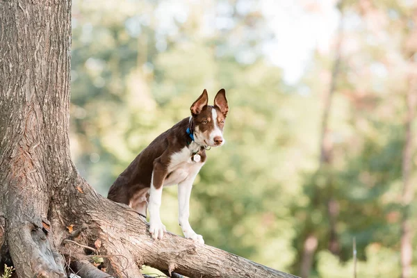 Lindo Perro Collie Frontera Cachorro Orejas Graciosas Cachorro Perro — Foto de Stock