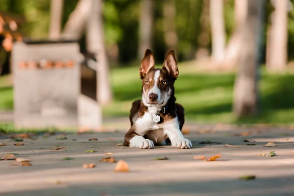 Søt Collie Dog Valp Morsomme Ører Valpehund – stockfoto