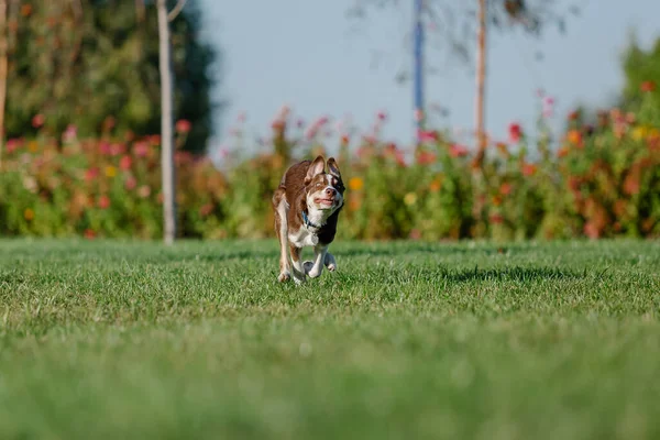 Bonito Cão Collie Fronteira Orelhas Engraçadas Cachorro — Fotografia de Stock
