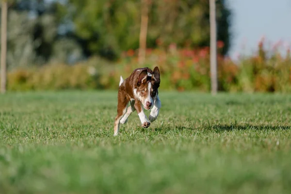 Söt Gränscollie Hund Valp Lustiga Öron Valp Hund — Stockfoto