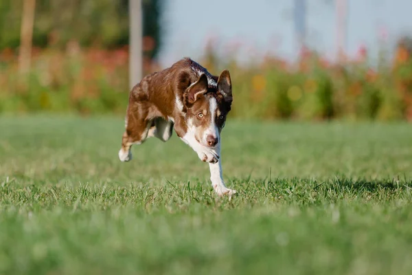 Cute Border Collie Dog Puppy Funny Ears Puppy Dog — Stock Photo, Image