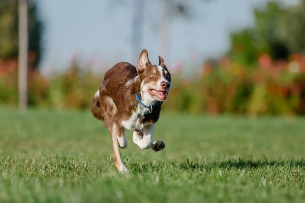 かわいい国境の犬の子犬 変な耳だ 子犬犬 — ストック写真