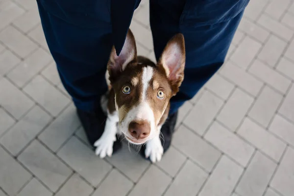 Drăguţ Căţeluş Collie Urechi Amuzante Câine Catelus — Fotografie, imagine de stoc