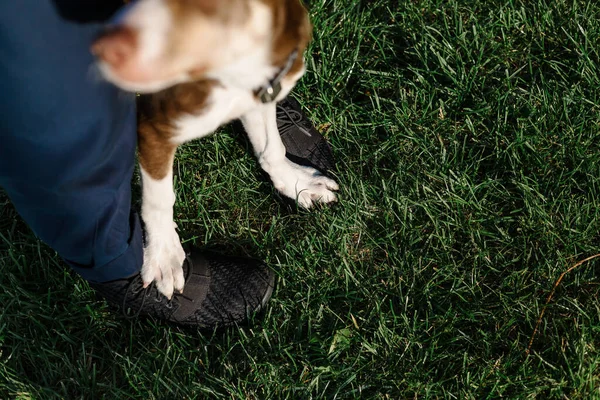 Tatlı Bir Çoban Köpeği Yavrusu Komik Kulaklar Yavru Köpek — Stok fotoğraf