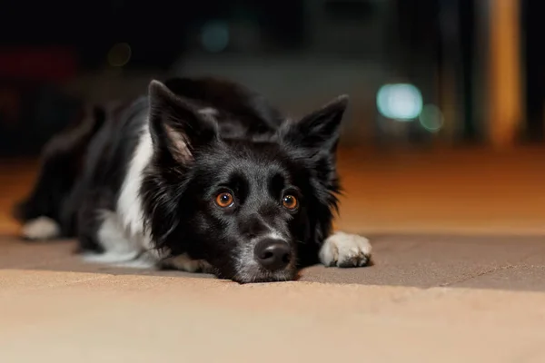 Border Collie Câine Oraș Noapte — Fotografie, imagine de stoc