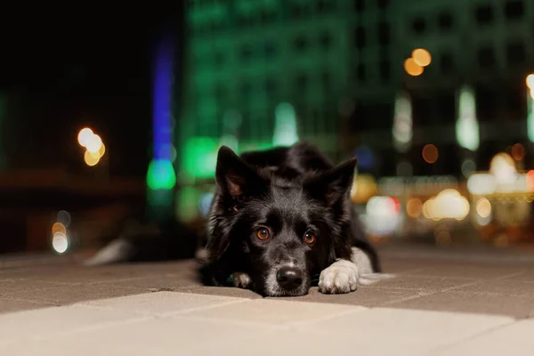 Пограничная Колли Собака Ночном Городе — стоковое фото
