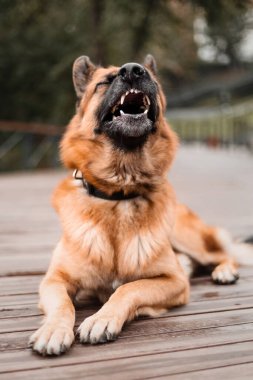 Doğada sevimli Alman çoban köpeği portresi