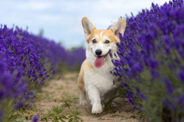 Lavanta Çiçeği Tarlasında Dilli Oyuncu Corgi