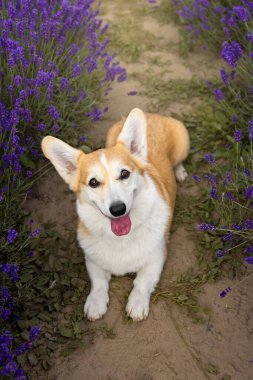 Mor Lavanta Sıraları Arasında Uzanmış Corgi Köpeği
