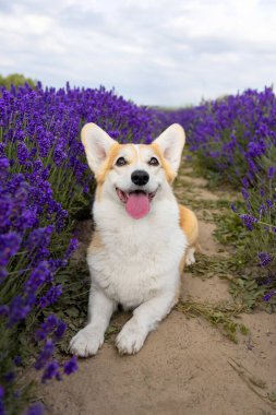 Mor Lavanta Sıraları Arasında Uzanmış Corgi Köpeği