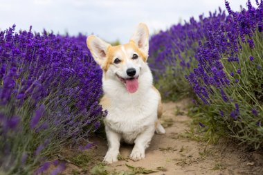 Mor Lavanta Sıraları Arasında Uzanmış Corgi Köpeği