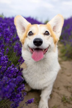Lavanta Tarlası Yolu 'nda Dili Çıkmış Mutlu Corgi
