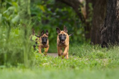 Belçikalı Malinois Puppy Koşu ve Oynama