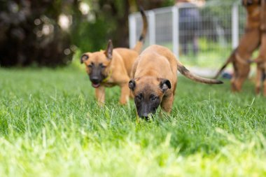 Belçikalı Malinois Puppy Koşu ve Oynama