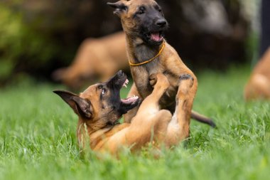 İki Belçikalı Malinois Yavrusu Çimenlerde Birlikte Oynuyor