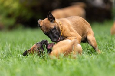 İki Belçikalı Malinois Yavrusu Çimenlerde Birlikte Oynuyor