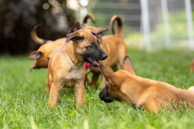 Beyaz Çit 'ten Belçikalı Malinois Yavruları Grubu