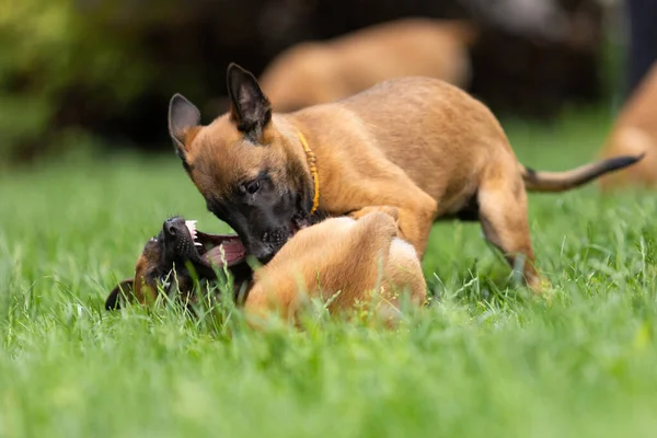 İki Belçikalı Malinois Yavrusu Çimenlerde Birlikte Oynuyor