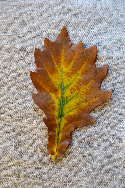 Colorful leaf of oak tree — Stock Photo, Image