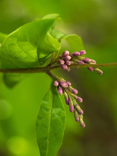 Brunch de lilás em close-up — Fotografia de Stock