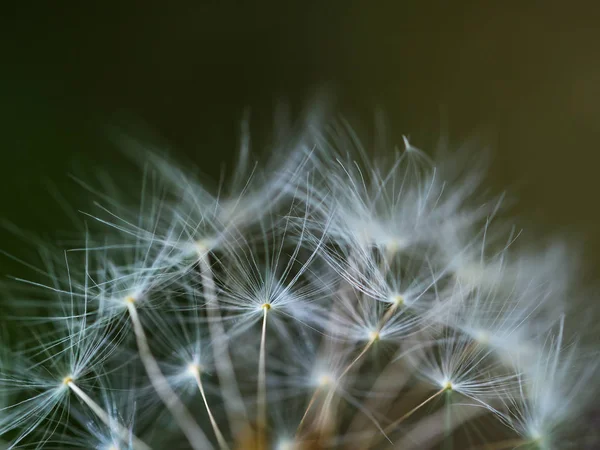 Graines de pissenlit en gros plan — Photo