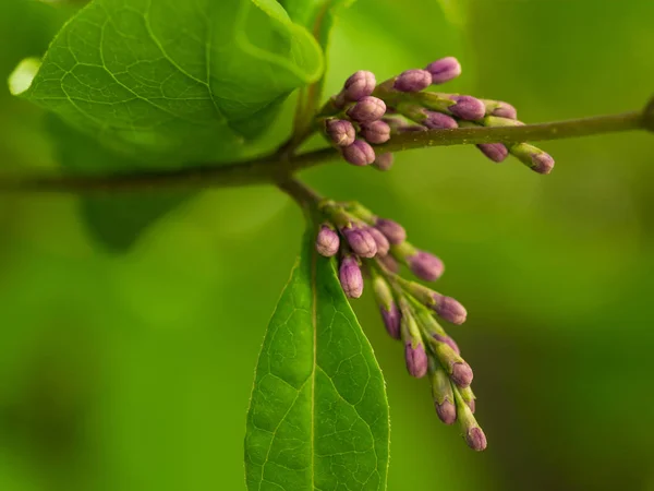 Flores sin abrir fotos de stock, imágenes de Flores sin abrir sin royalties | Depositphotos Flores sin abrir fotos de stock, imágenes de Flores sin abrir sin royalties | Depositphotos