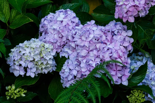 Fleurs violettes après la pluie — Photo