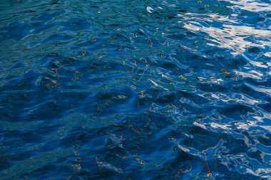 Mavi sarı dağılımı ile deniz yüzeyine