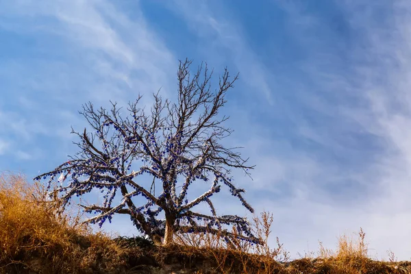 카파도키아에서 터키 유리 악한 눈이 많은 나무 — 스톡 사진