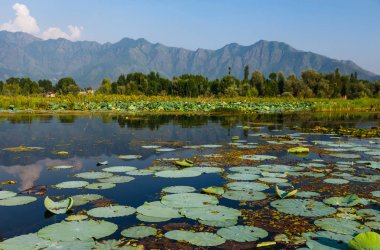 Lotus yaprakları ve dağ gölü dal Olimpiyatlar yarın başlıyor