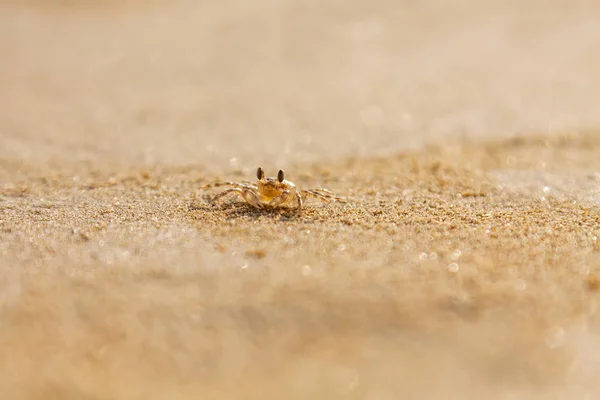 Tiny transparent brown crab crawling on a beach