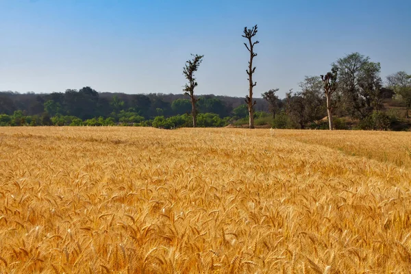 Field of golden color wheat with blue sky and trees