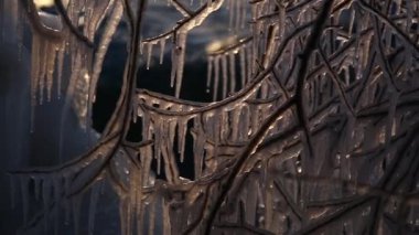 Buz sarkıtları dalgalar hareketli bir ağacın üzerinde