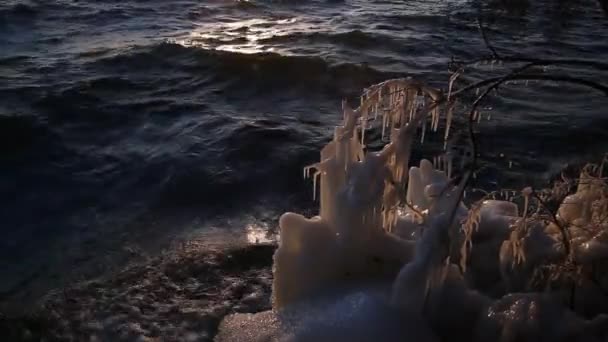 Icicles en ramas en la orilla del lago Baikal con olas — Vídeo de stock