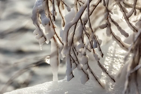 Ramas de un árbol cubierto de hielo — Foto de Stock