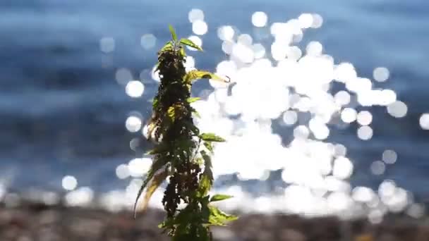 Wild nettle plant at the shore with water glare — Stock Video