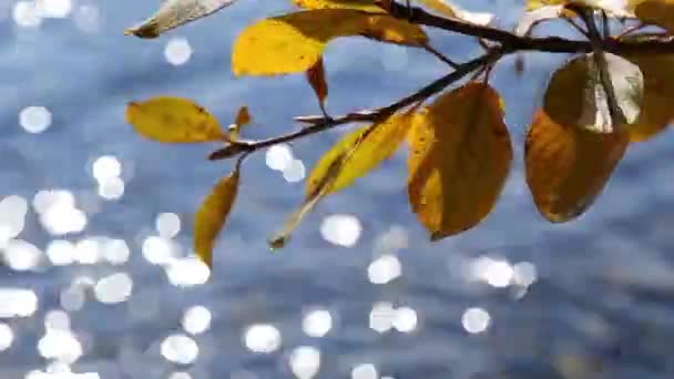 Κίτρινα φύλλα που κινούνται με αέρα το φθινόπωρο — Αρχείο Βίντεο