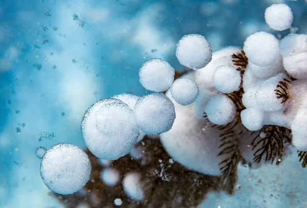 Bolhas de gás congelado no gelo do lago Baikal, juntamente com plantas marinhas — Fotografia de Stock