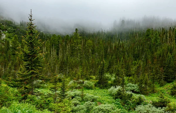 Yazın Baykal Gölü yakınlarında Sibirya 'da köknar ağaçlarıyla kaplı dağlardaki yağmurdan sonra bulutlar süzülüyor. — Stok fotoğraf